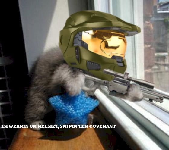 Halo-Cat.jpg