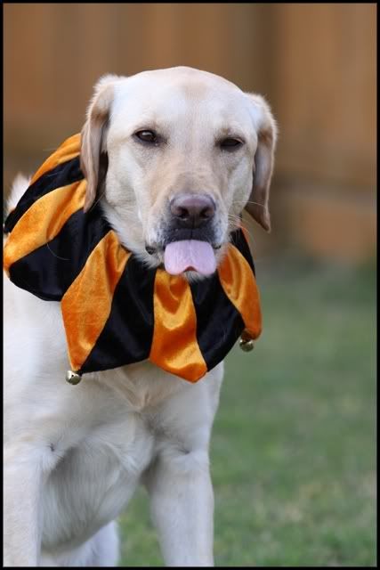 IMAGE: http://i142.photobucket.com/albums/r103/latinocowboy/dog/IMG_0763.jpg