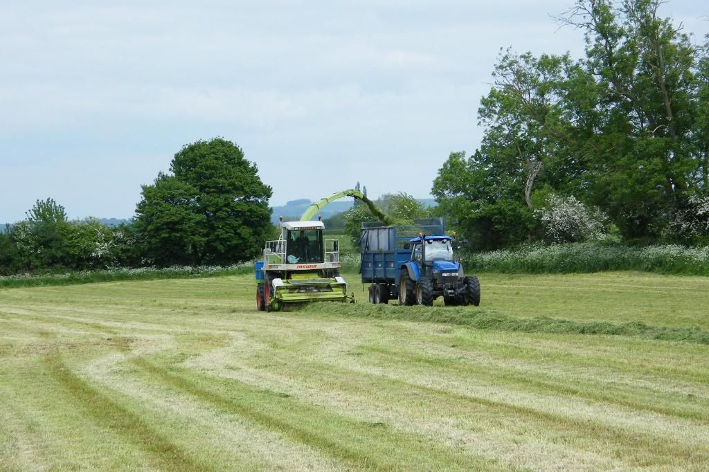 Silage2008021.jpg