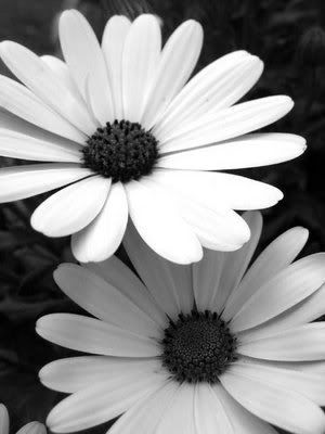 black and white flowers border. lack and white flowers