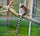 Golders Hill Park, a lemur