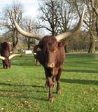 Watusi