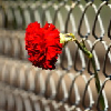 Red Carnation Pictures, Images and Photos