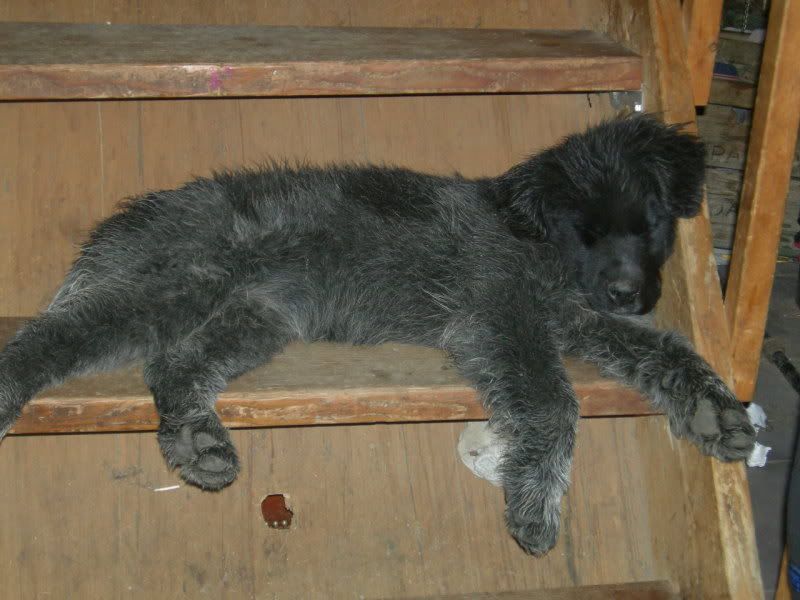 How quickly they grow up - Working and Companion Animals