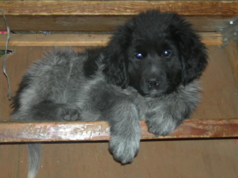 How quickly they grow up - Working and Companion Animals