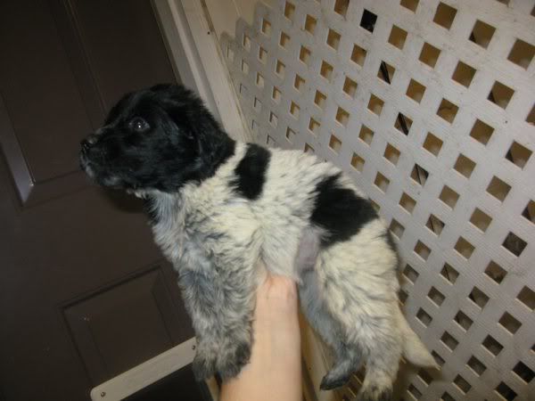 How quickly they grow up - Working and Companion Animals