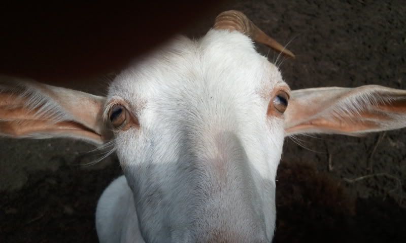 2011-06-26153610.jpg