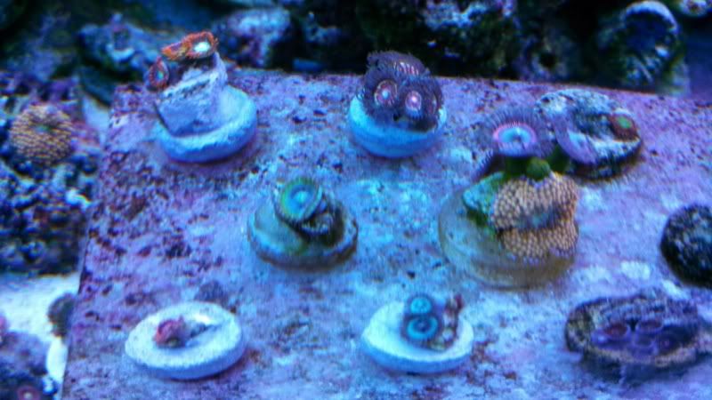 IMG 20130104 173118 905 1 - What are you bringing to the Michigan Coral Expo & Swap?