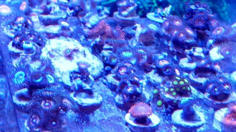 IMG 20130104 173448 986 1 - What are you bringing to the Michigan Coral Expo & Swap?