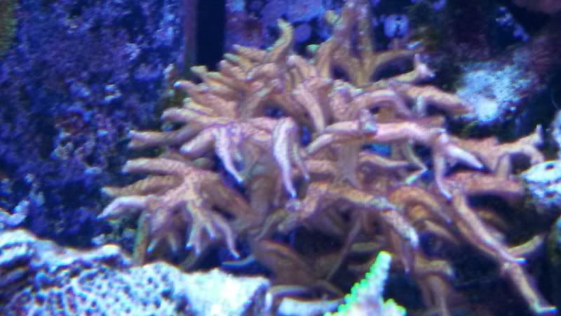 IMG 20130105 170513 395 1 - What are you bringing to the Michigan Coral Expo & Swap?