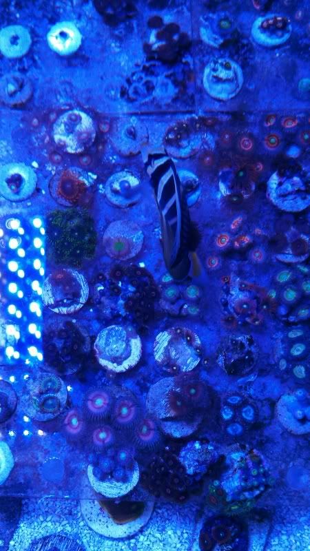 IMG 20130105 170834 723 1 - What are you bringing to the Michigan Coral Expo & Swap?