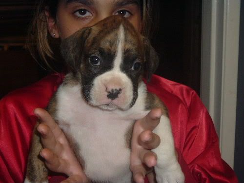 boxer puppy