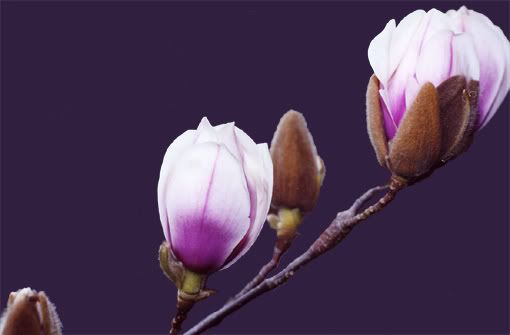 Magnolia 'Athene'