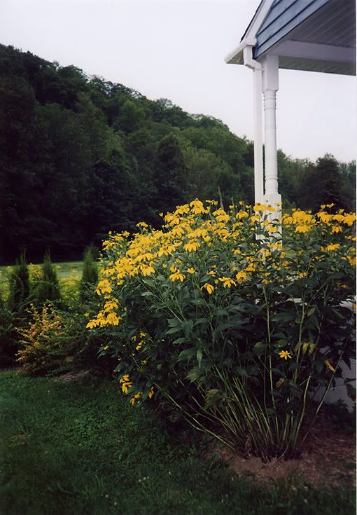 Rudbeckia 'Herbstsonne'