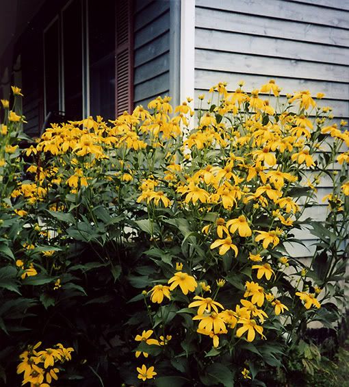 Rudbeckia 'Herbstsonne'