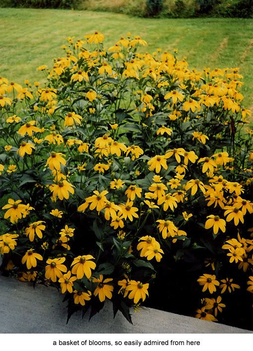 Rudbeckia 'Herbstsonne'