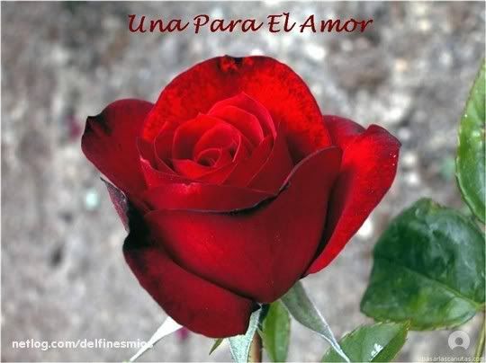 Foro de poesÃa • ver tema ...rosas de amor