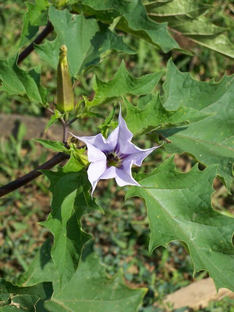 Farm (2007 07 22) - Jimson Weed Pictures, Images and Photos