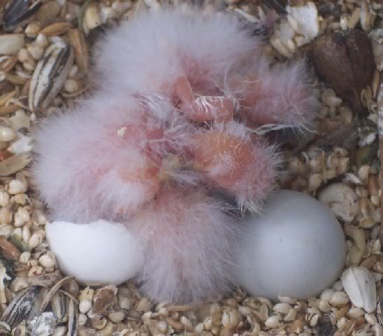 3Scarletbabies091208.jpg