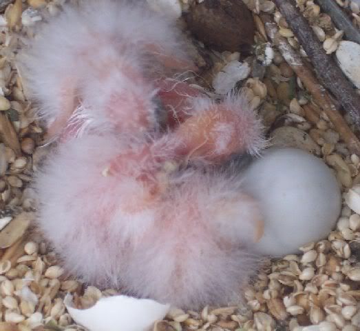 3Scarletbabies091208a.jpg