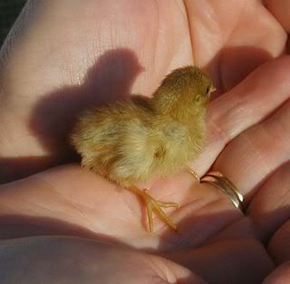 Babyquail301107.jpg