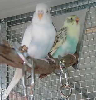 2007babies2.jpg