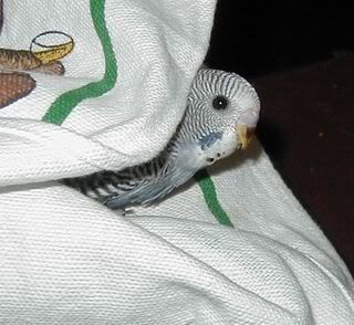 Bebepeeking240907.jpg