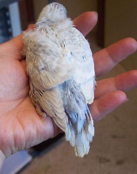 Blueclearwing.jpg