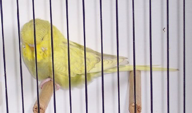 Cinnamonspangle221008.jpg