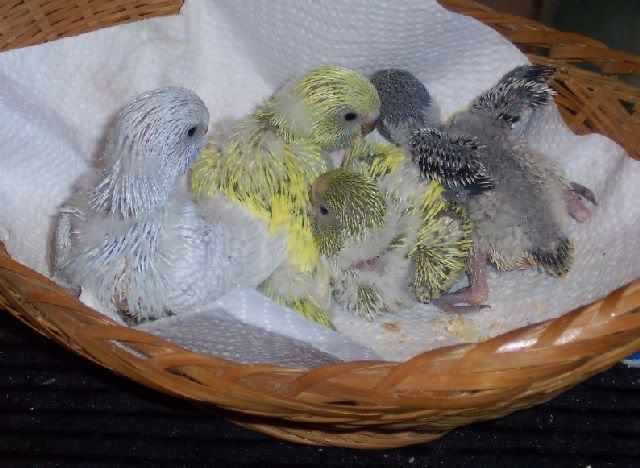 Clearwingbabies.jpg