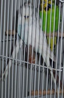 DFSpanglecock.jpg