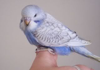 FMbaby1160608.jpg