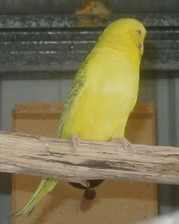 Fallownoname070108.jpg