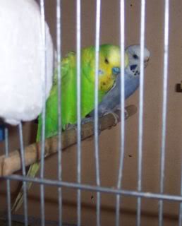 FluroandMissy18052008.jpg