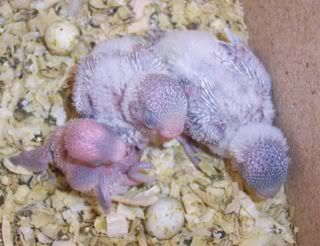 FluroandMissysbabies02062008.jpg
