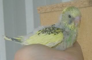 Gemmasbaby071107a.jpg