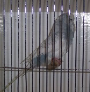 GreyDompiedspanglecock.jpg