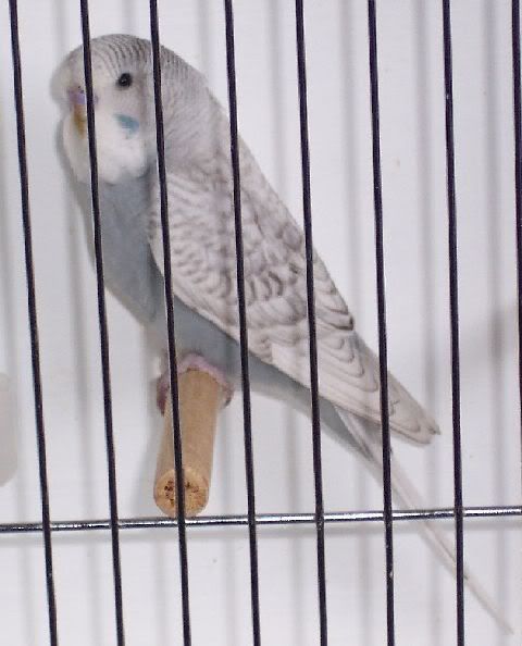 Greyspangle221008.jpg