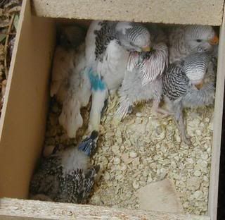 Gypsysbabies191107.jpg
