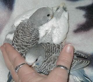 Gypsysbabies240907.jpg