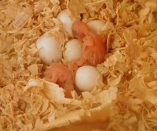 Gypsysbabies261007.jpg