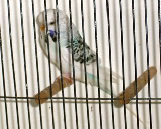 Holly14052008.jpg