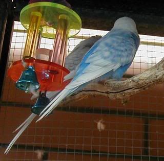 Isiswings031007.jpg