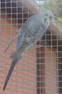 Jokerinaviary.jpg