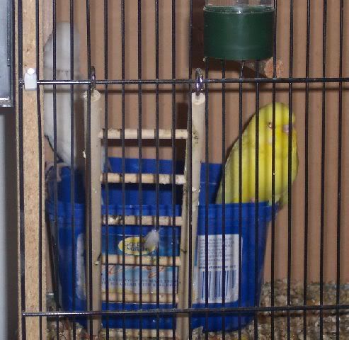 Lacewingsoutofnestbox.jpg