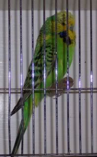 Lightgreenopalinehen.jpg