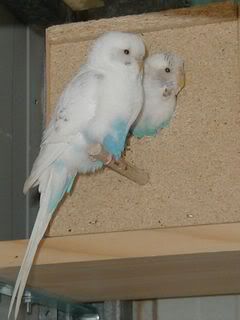 LovebirdsSmudgesandCloudy.jpg
