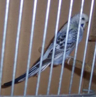 Missy18052008.jpg