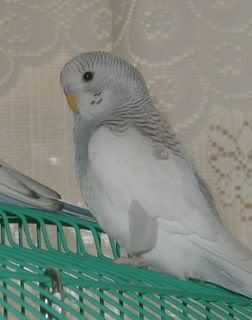 Nikita161007.jpg