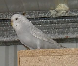 Pearl09072007-1.jpg